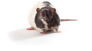 Research regarding the influence of Natural Standardised Garlic Extracts on the blood lipid profile on hyperlipidemic rats